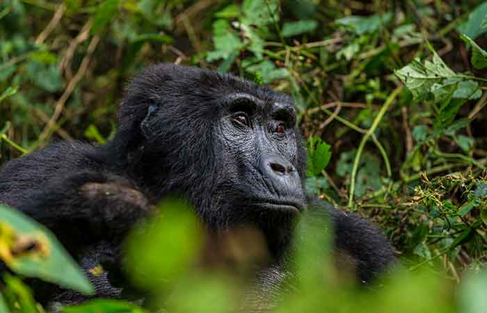why gorilla trekking