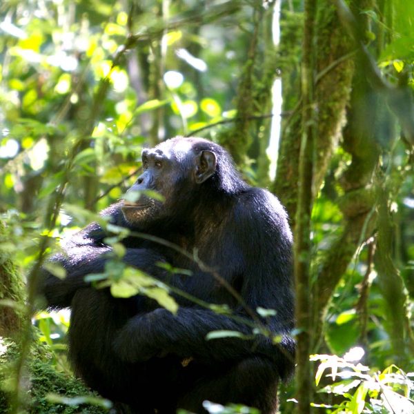 2 Days Chimpanzee tracking Kibale National Park