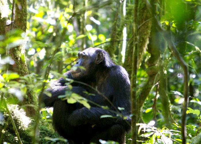 2 Days Chimpanzee tracking Kibale National Park