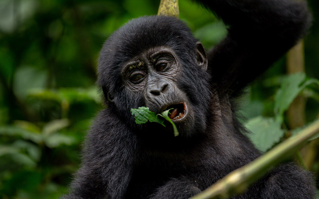 3 Days Gorilla trekking Bwindi Safari takes you to to Bwindi Impenetrable National Park found in the South Western part of Uganda. It is a home to many of the world’s remaining mountain gorillas.