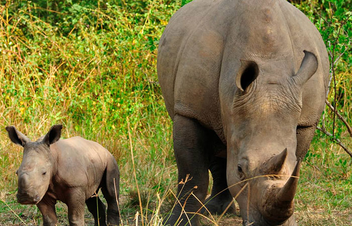 1 Day Rhino tracking