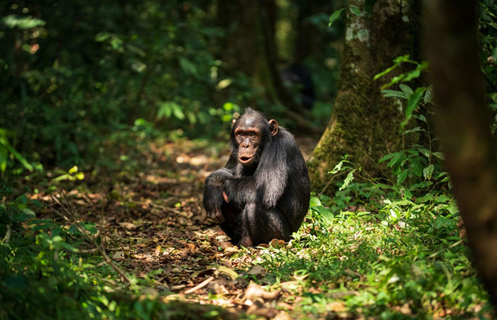 2 days Chimpanzee tracking