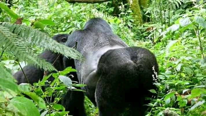 About Gorilla trekking