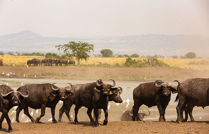 7 Days Wildlife Experience kenya