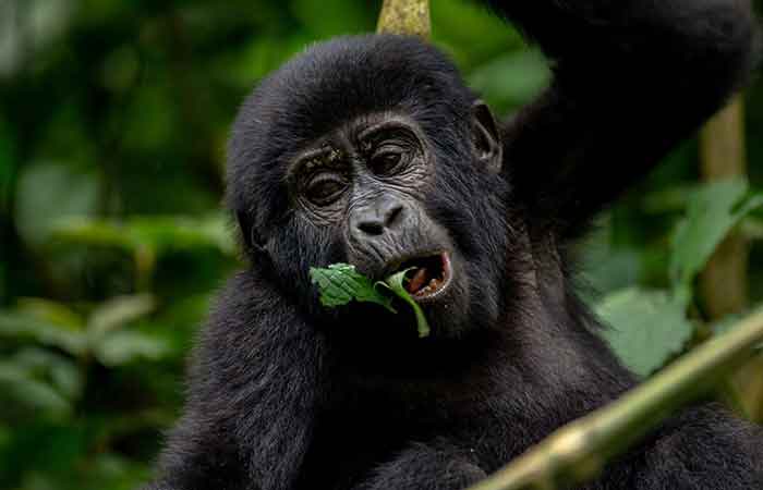 8 Days Rwanda