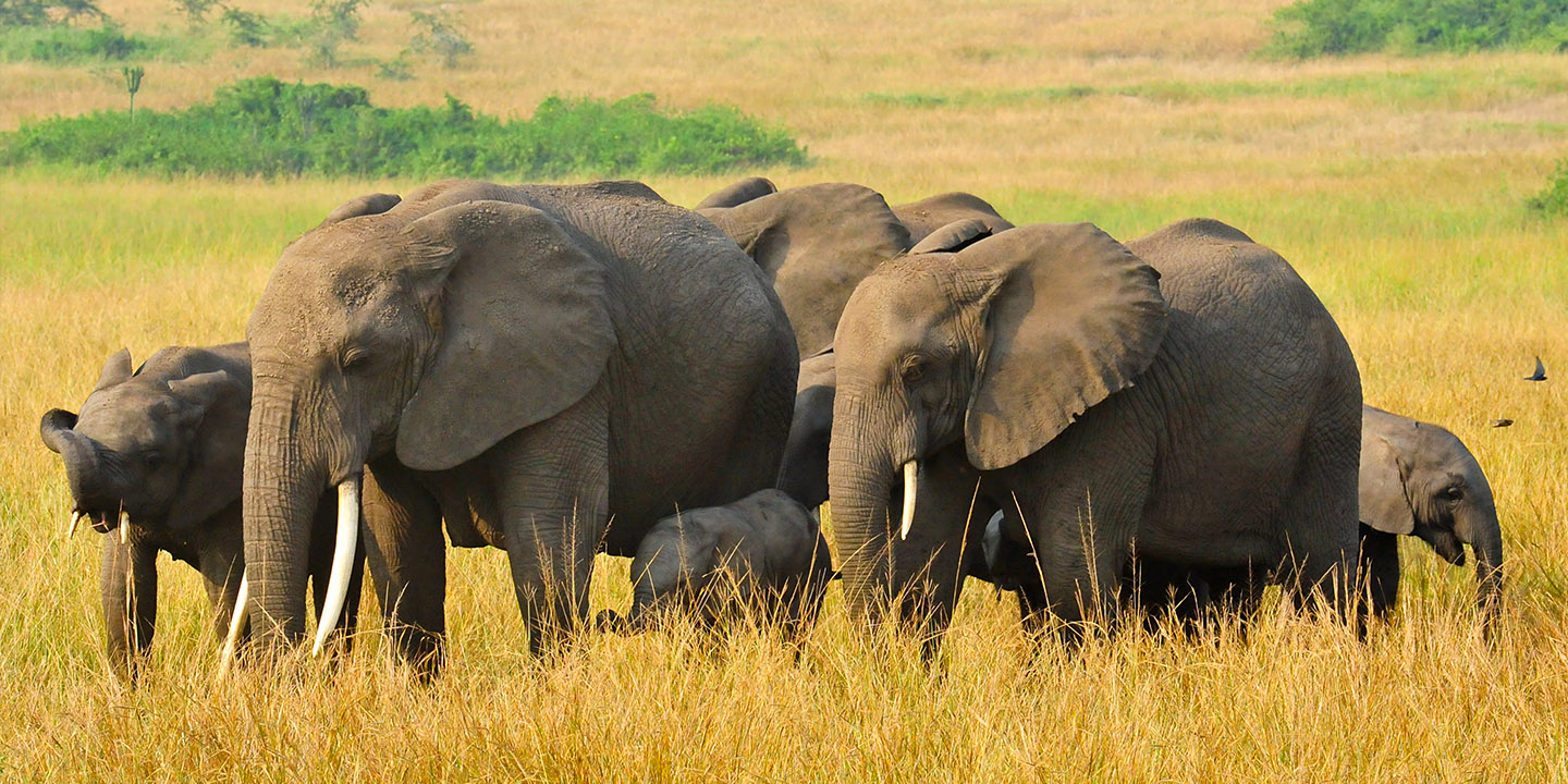 Lake Nakuru National Park