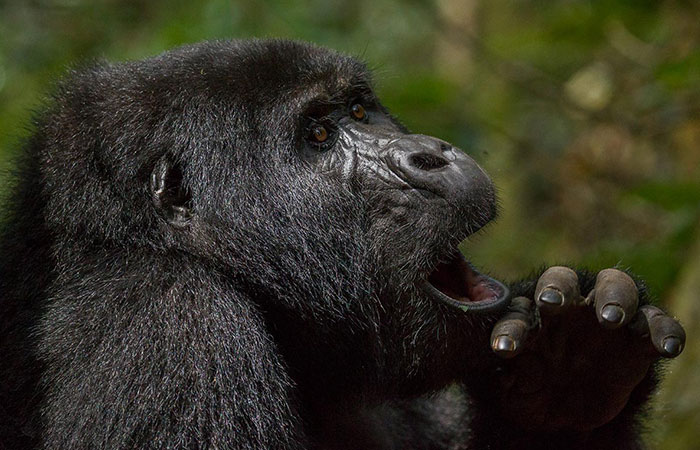 gorilla trekking