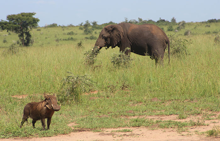 Ngorongoro Crater National Park