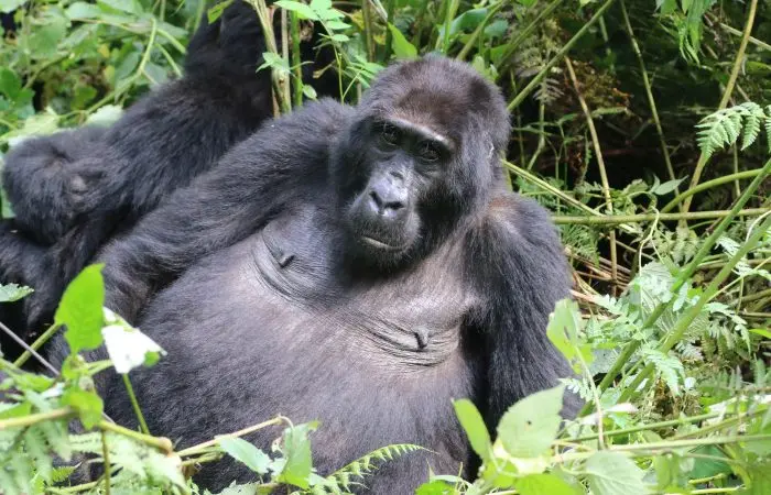 2 days Gorilla Tracking