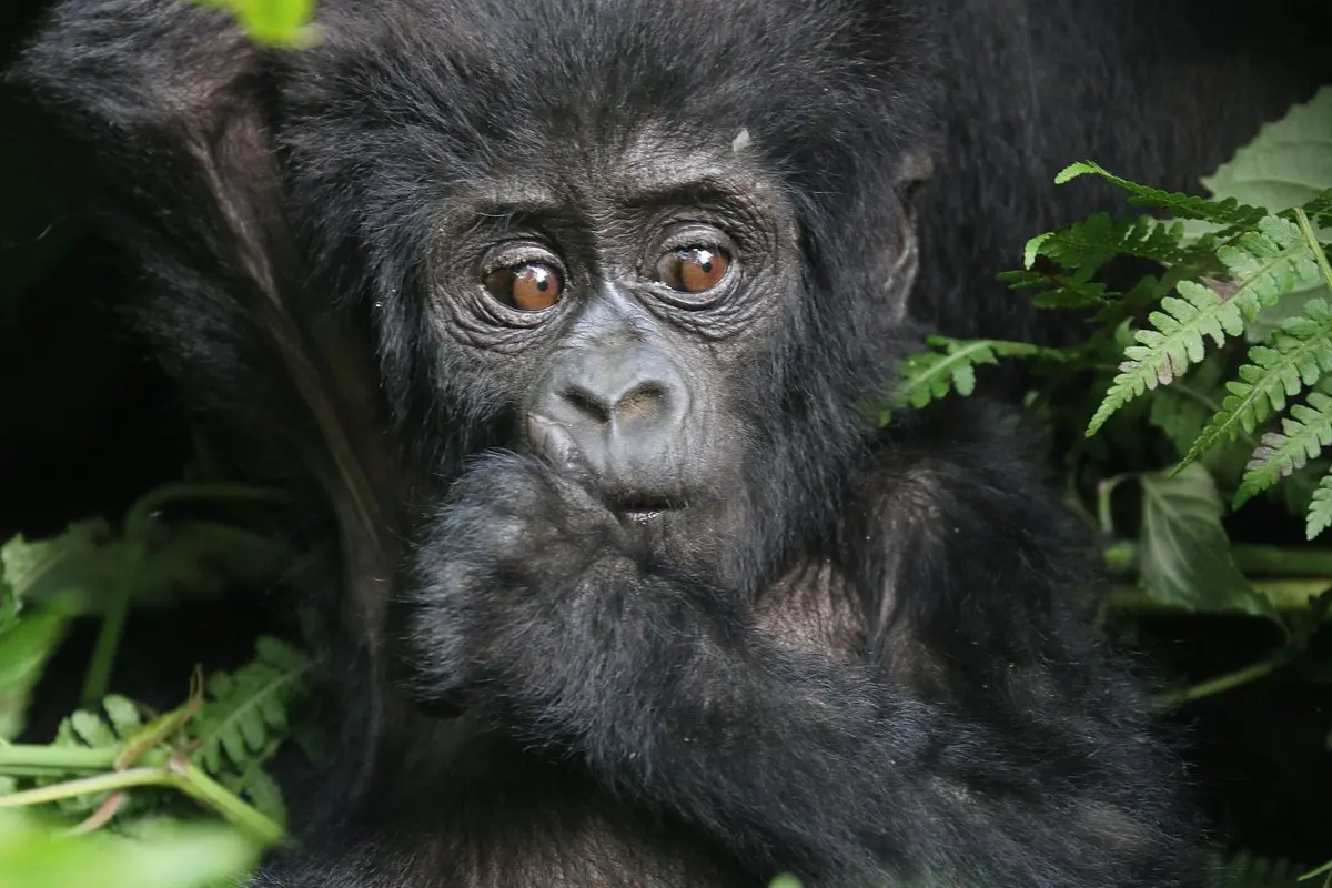 Where to stay for gorilla trekking Uganda