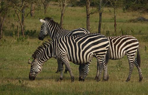 1 Day Lake Mburo