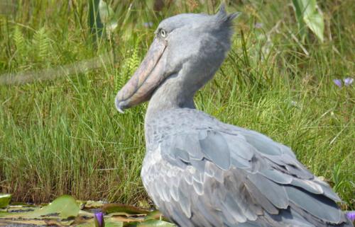 1-day-Shoebill