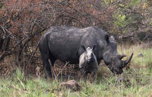 1 Day Rhino tracking