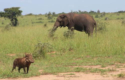 Elephants