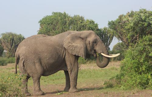 african-elephant