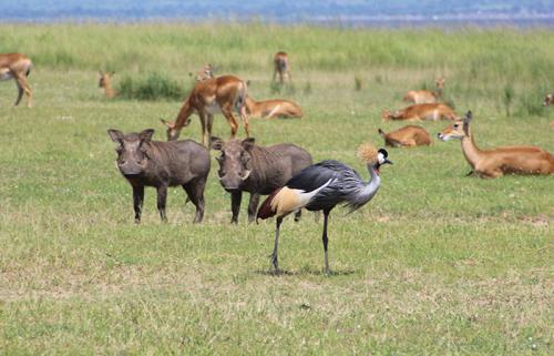 grey-crown-crane