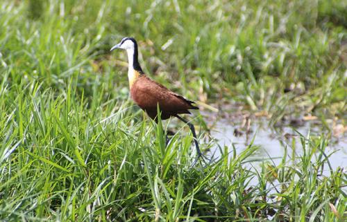 lapwing